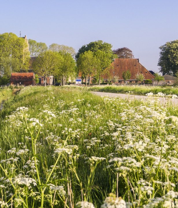 Friese Terpen