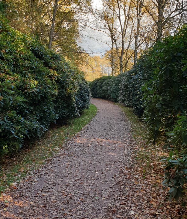 Scholtenaer Rhodondendronlaan