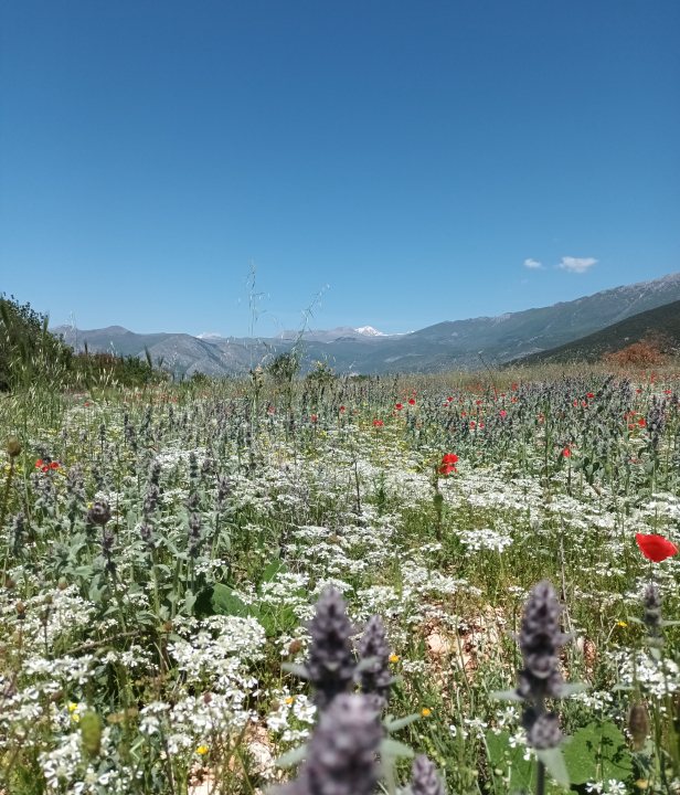 Bloemenwei Abruzzen