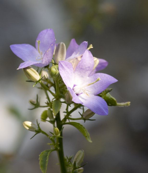 Wandelen Coastal Transversal Montenegro