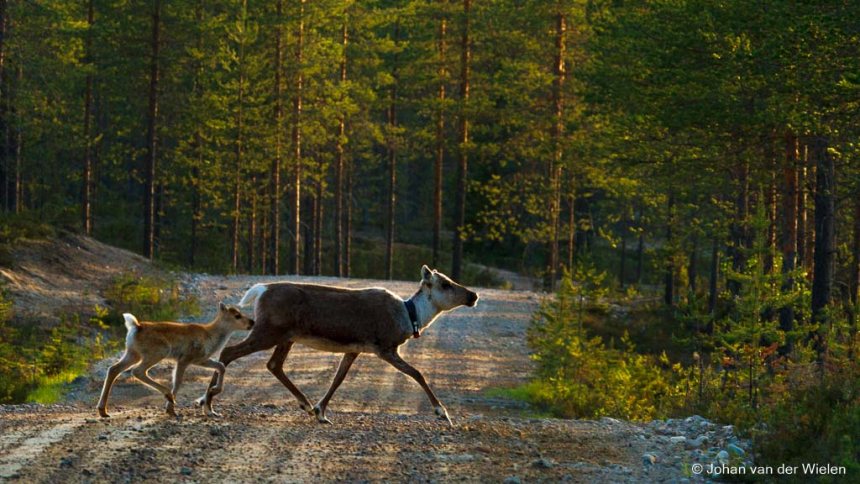Moeder en jong rendier