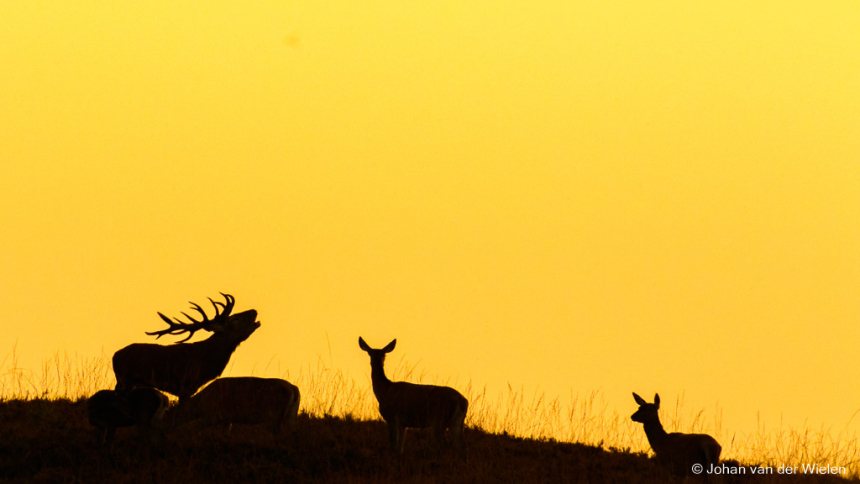 Edelherten burlen Nationaal Park de Hoge Veluwe