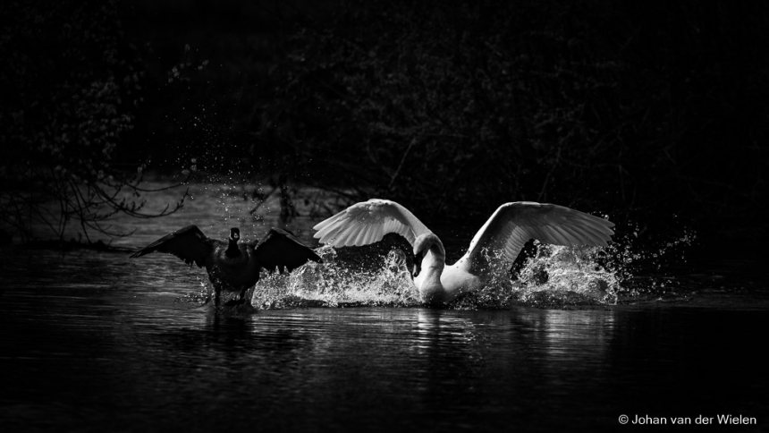 Knobbelzwaam en Canadese gans