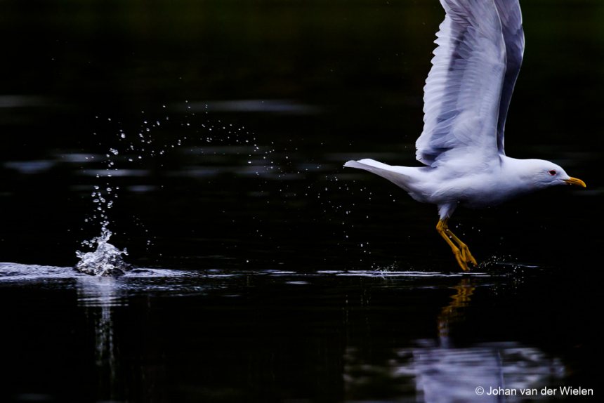 Meeuw scheert over water