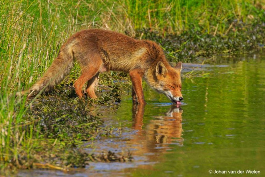 Vos in Amsterdamse Waterleidingduinen