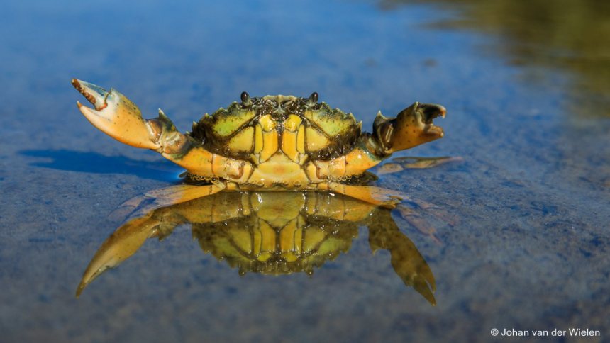 Krab in het water