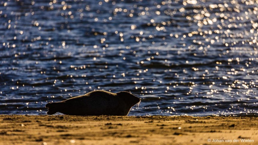 Zehond op Terschelling