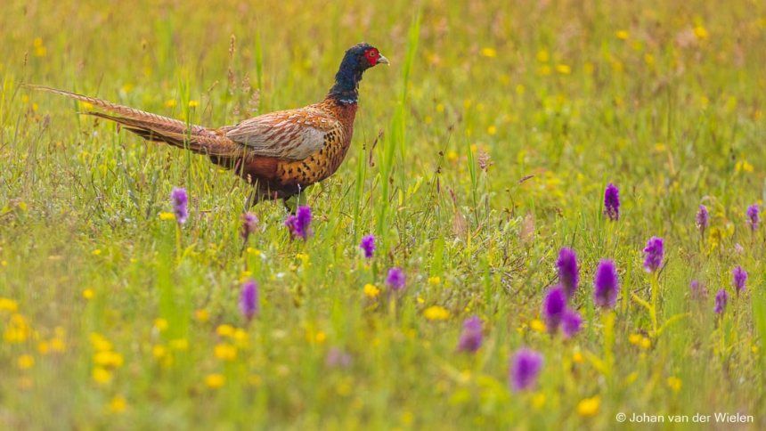 Fazant op Schiermonnikoog in een veld bloemen