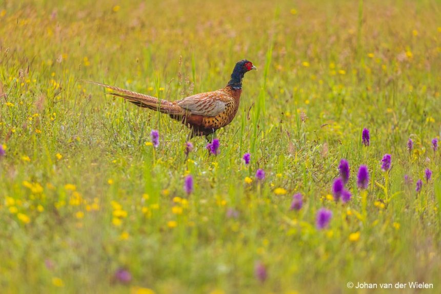 Fazant op Schiermonnikoog in een veld bloemen