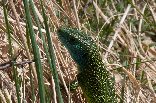 Auvergne-6-600x398.jpg Auvergne-6