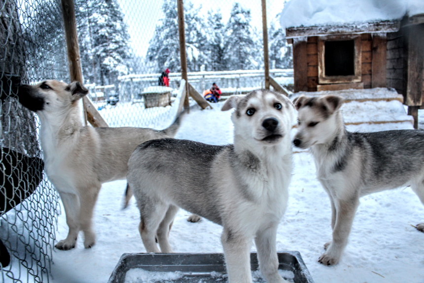 Huskys.1-600x400.jpg Fins Lapland