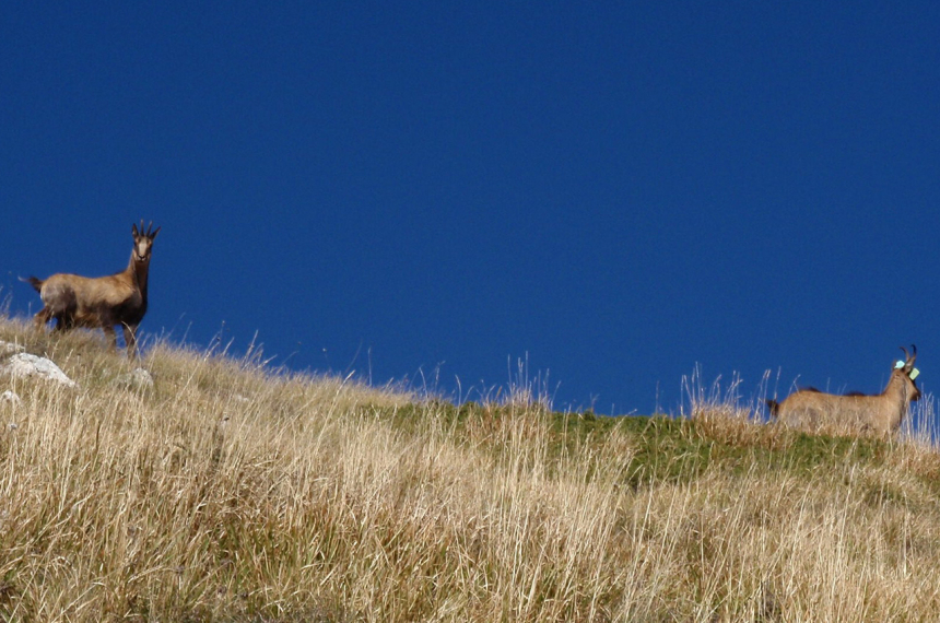 LR-gemzen-600x398.jpg LR-gemzen