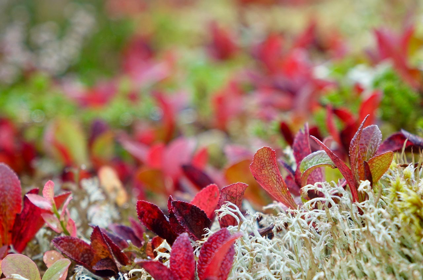 herfst-600x398.jpg herfst-600x398.jpg